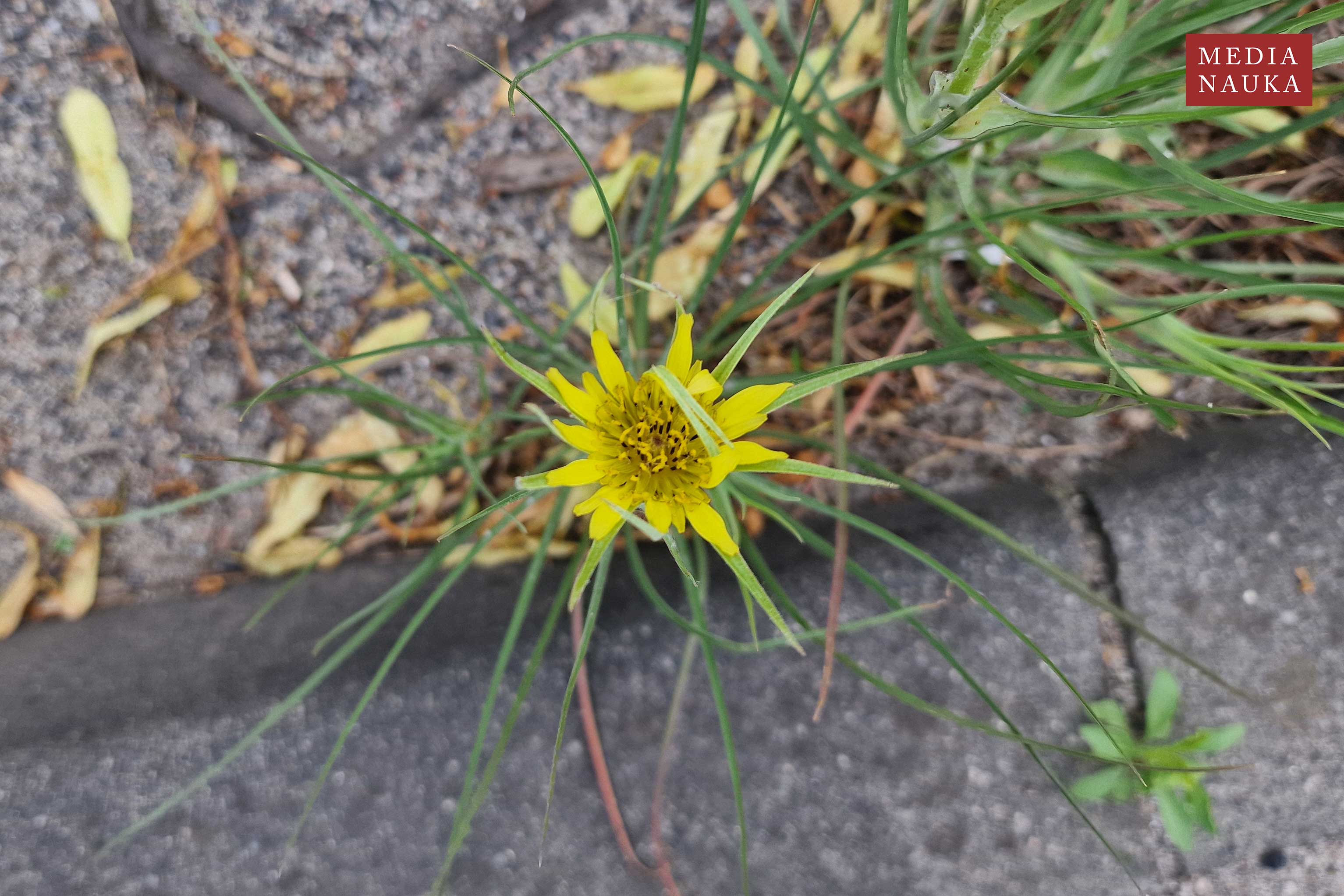 kozibród wielki (Tragopogon dubius)