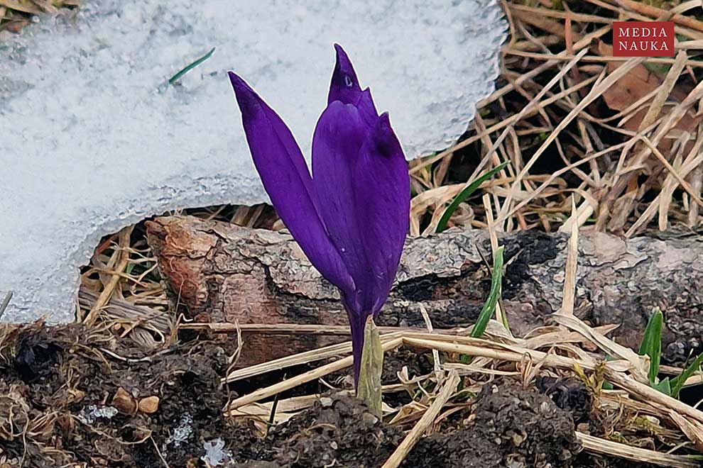 szafran wiosenny, krokus (Crocus vernus)