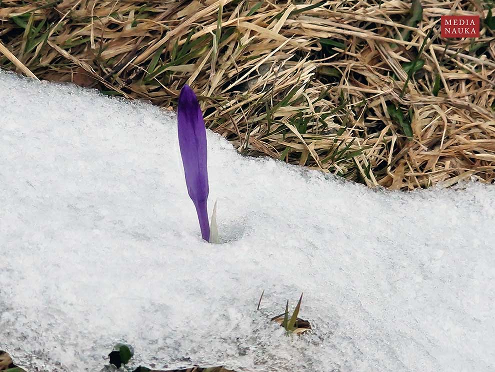 szafran wiosenny, krokus (Crocus vernus)