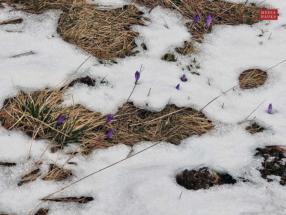 szafran wiosenny, krokus (Crocus vernus)