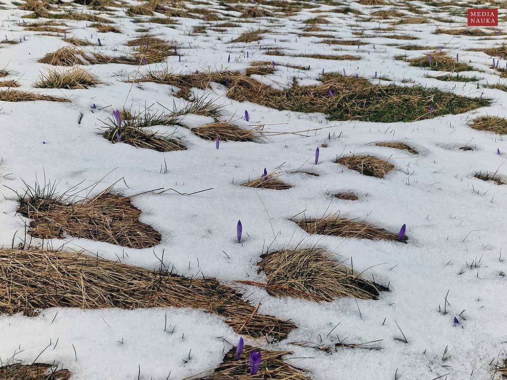 szafran wiosenny, krokus (Crocus vernus)