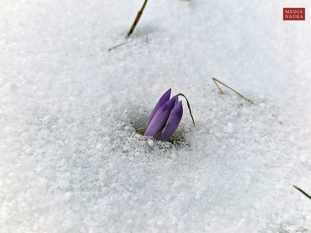 szafran wiosenny, krokus (Crocus vernus)