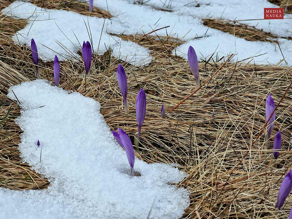 szafran wiosenny, krokus (Crocus vernus)