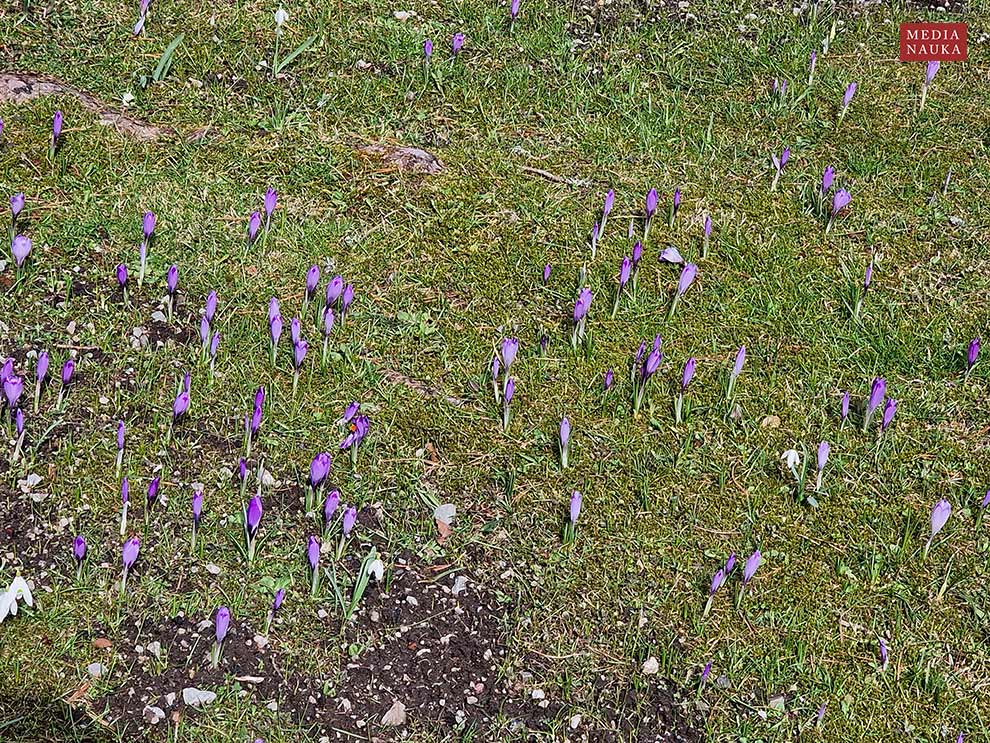 szafran wiosenny, krokus (Crocus vernus)