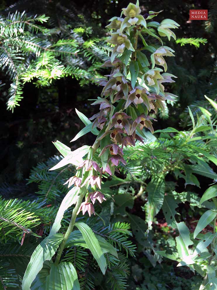 kruszczyk szerokolistny (Epipactis helleborine)