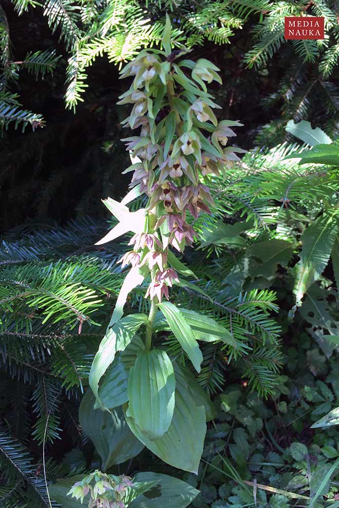 kruszczyk szerokolistny (Epipactis helleborine)