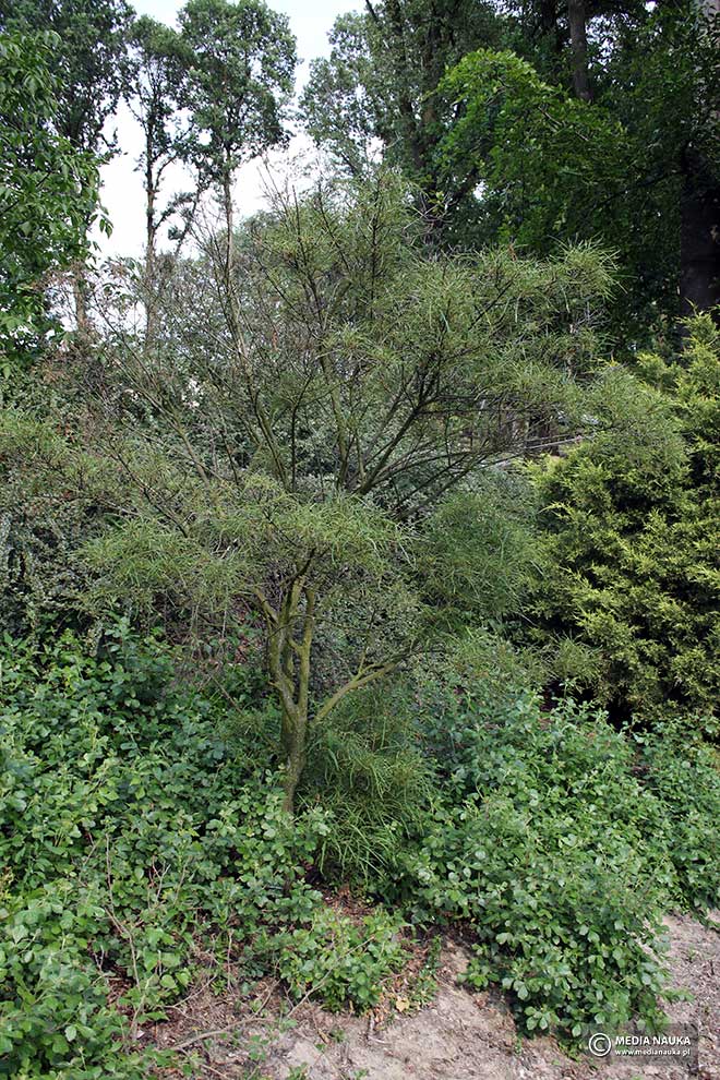 kruszyna pospolita (Frangula alnus)