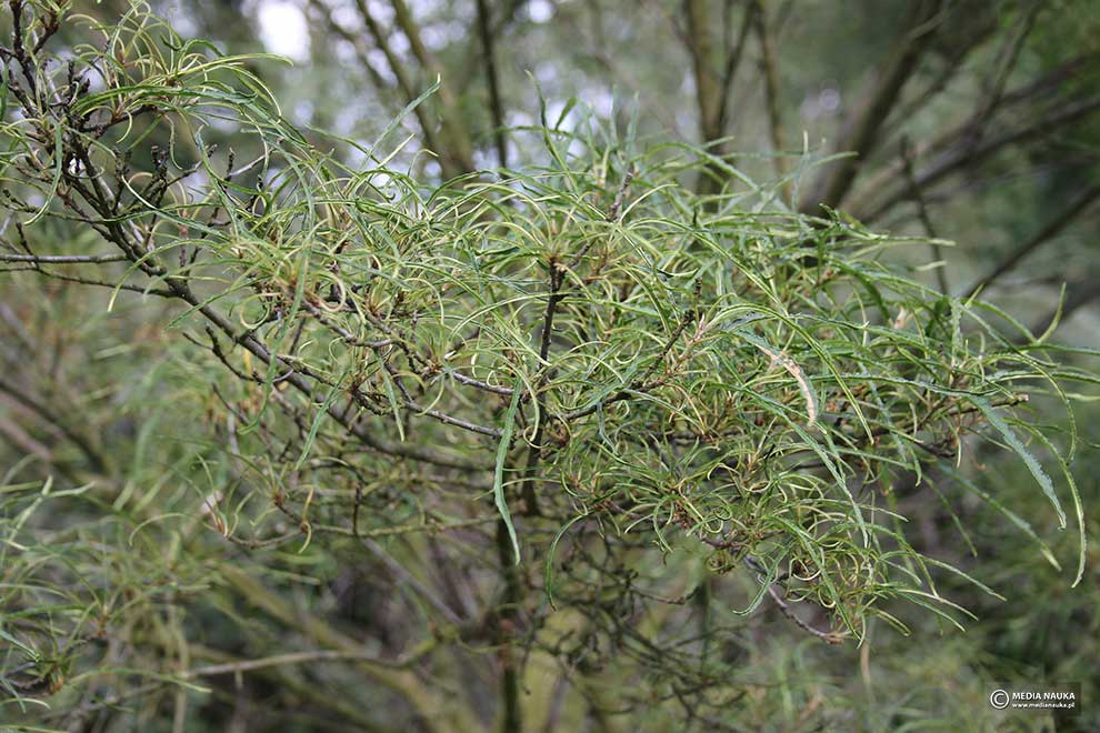 kruszyna pospolita (Frangula alnus)