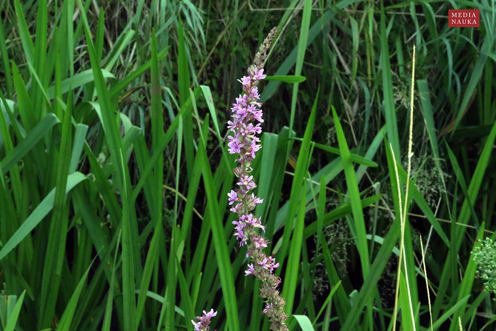 krwawnica pospolita (Lythrum salicaria)