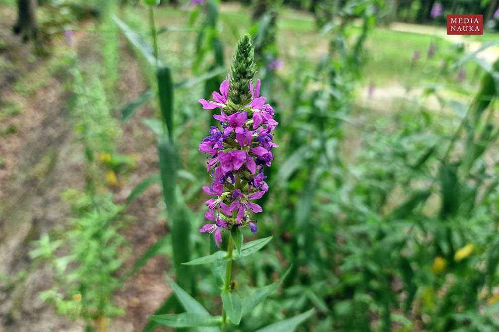 krwawnica pospolita (Lythrum salicaria)