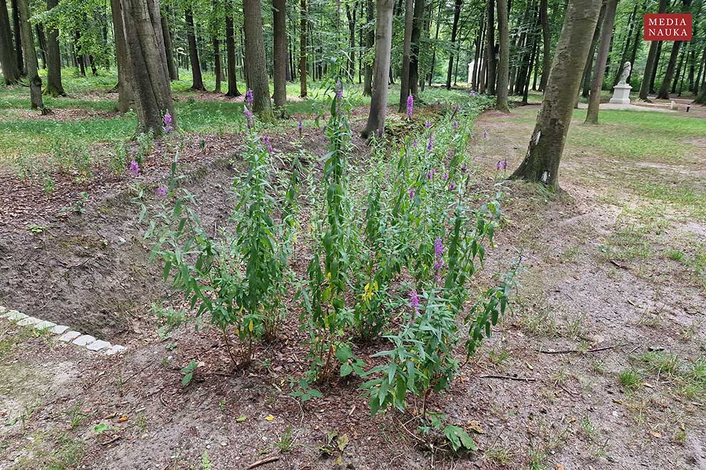 krwawnica pospolita (Lythrum salicaria)