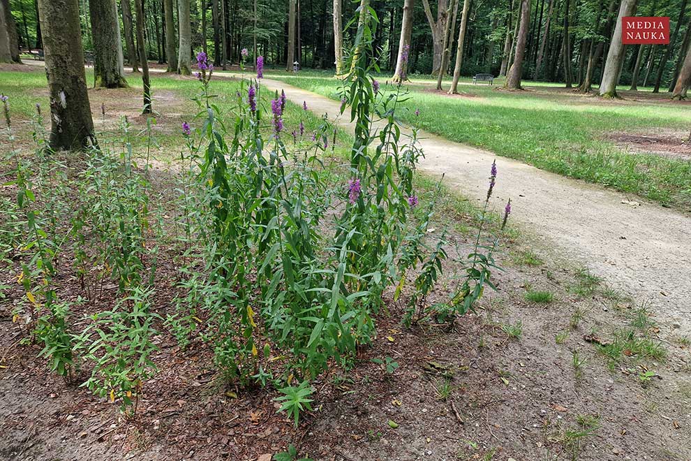 krwawnica pospolita (Lythrum salicaria)