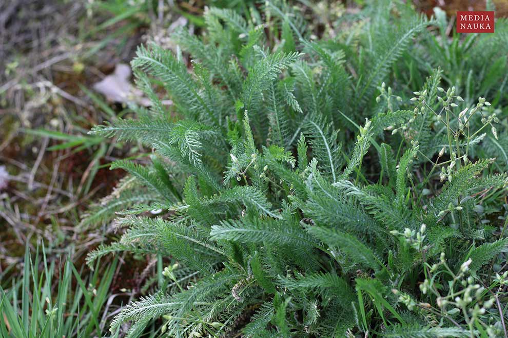 krwawnik pospolity (Achillea millefolium)