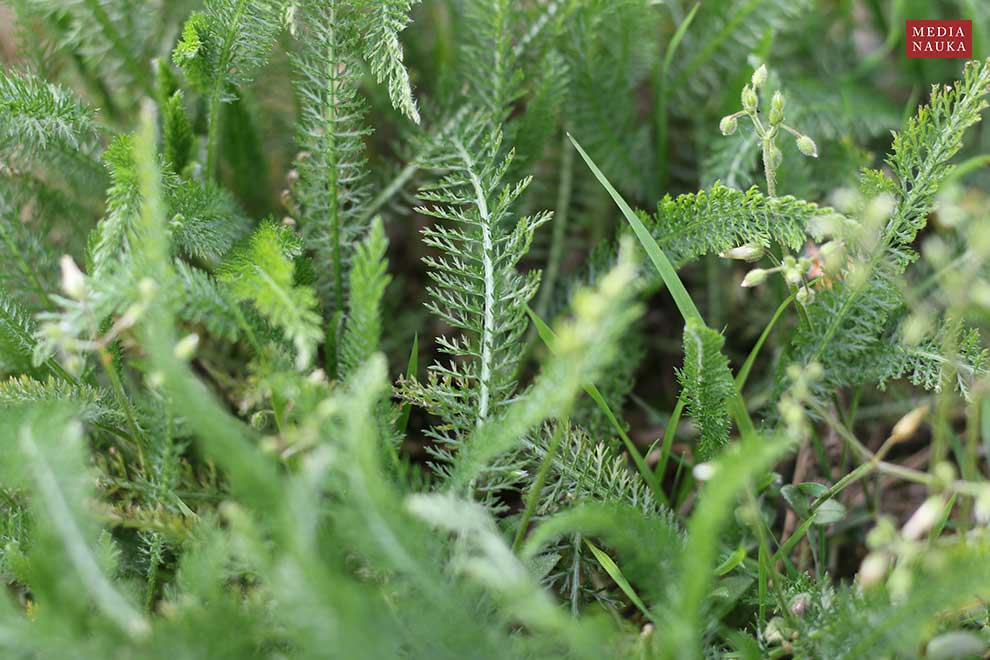 krwawnik pospolity (Achillea millefolium)