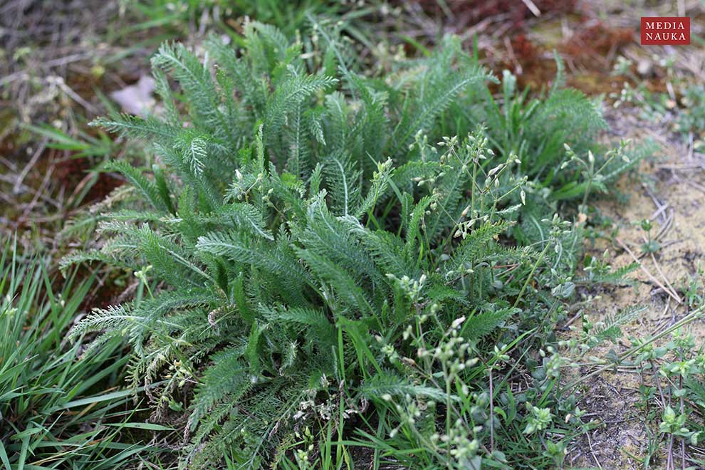 krwawnik pospolity (Achillea millefolium)