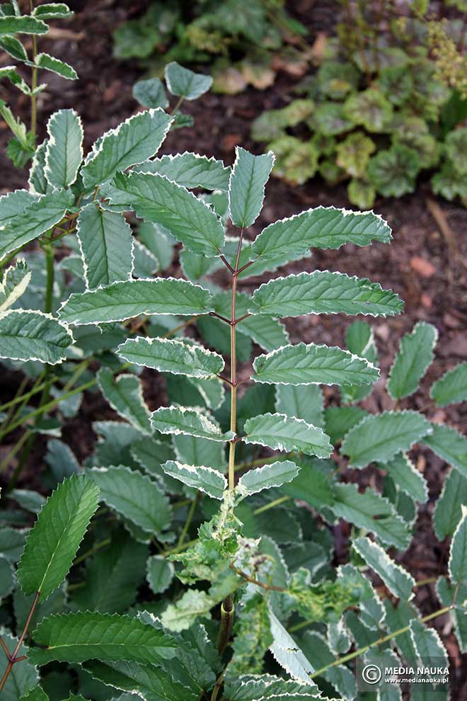krwiściąg lekarski (Sanguisorba officinalis)