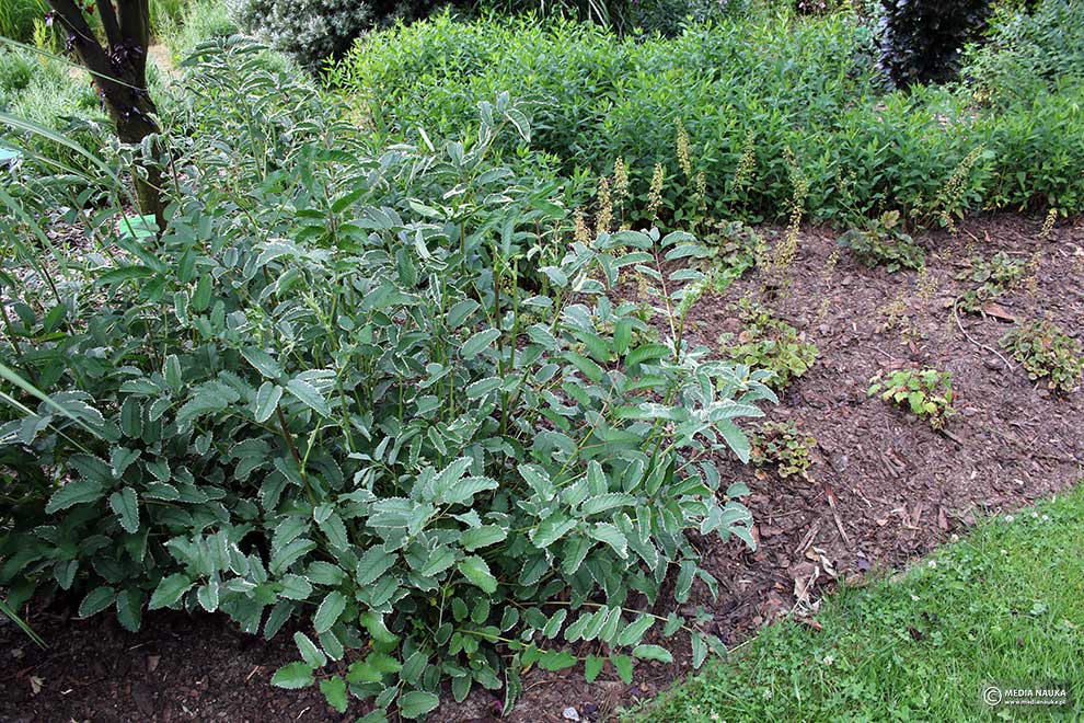 krwiściąg lekarski (Sanguisorba officinalis)