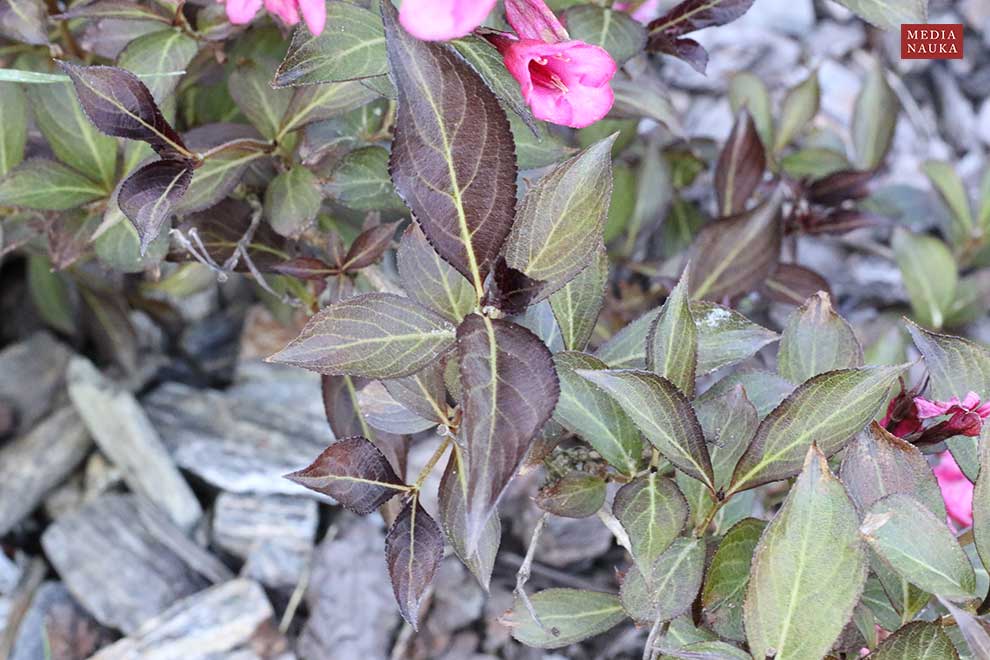 krzewuszka cudowna (Weigela florida)