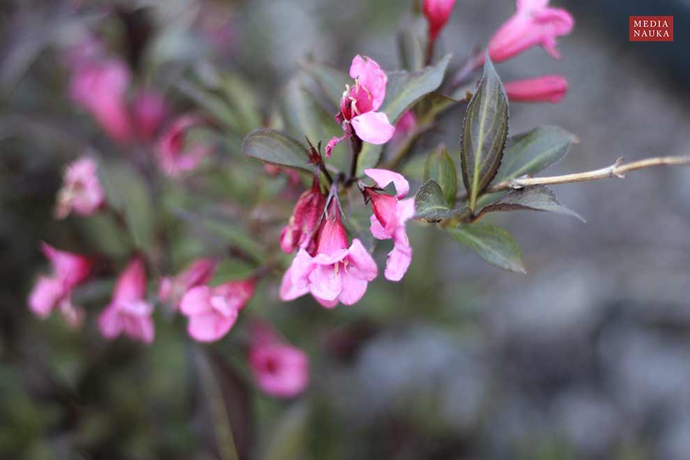 krzewuszka cudowna (Weigela florida)