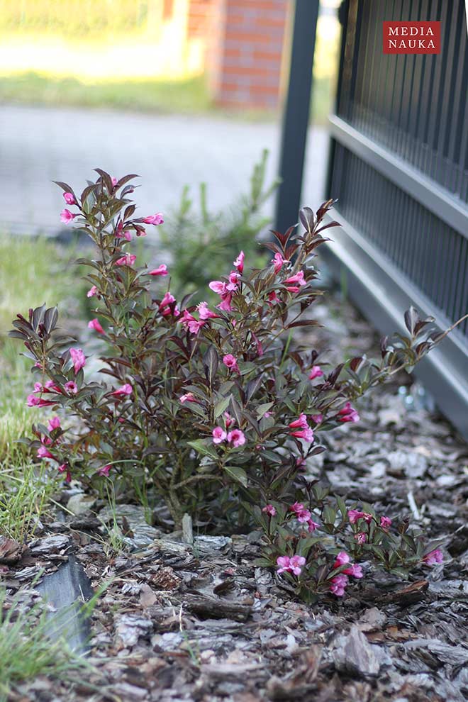 krzewuszka cudowna (Weigela florida)