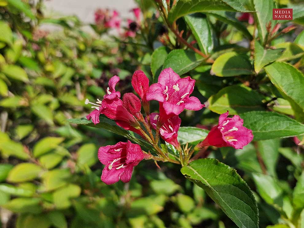 krzewuszka cudowna (Weigela florida)