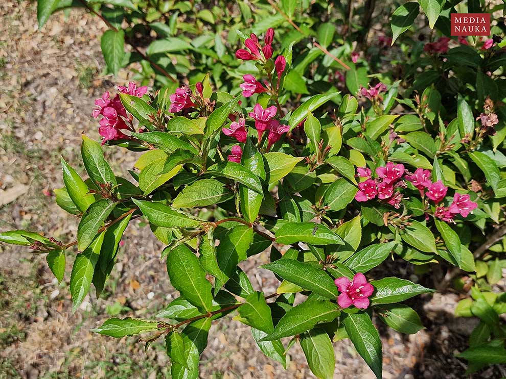 krzewuszka cudowna (Weigela florida)