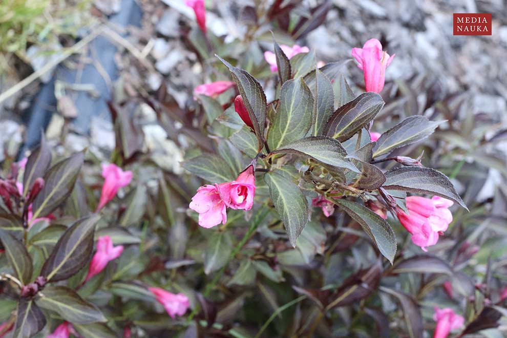 krzewuszka cudowna (Weigela florida)