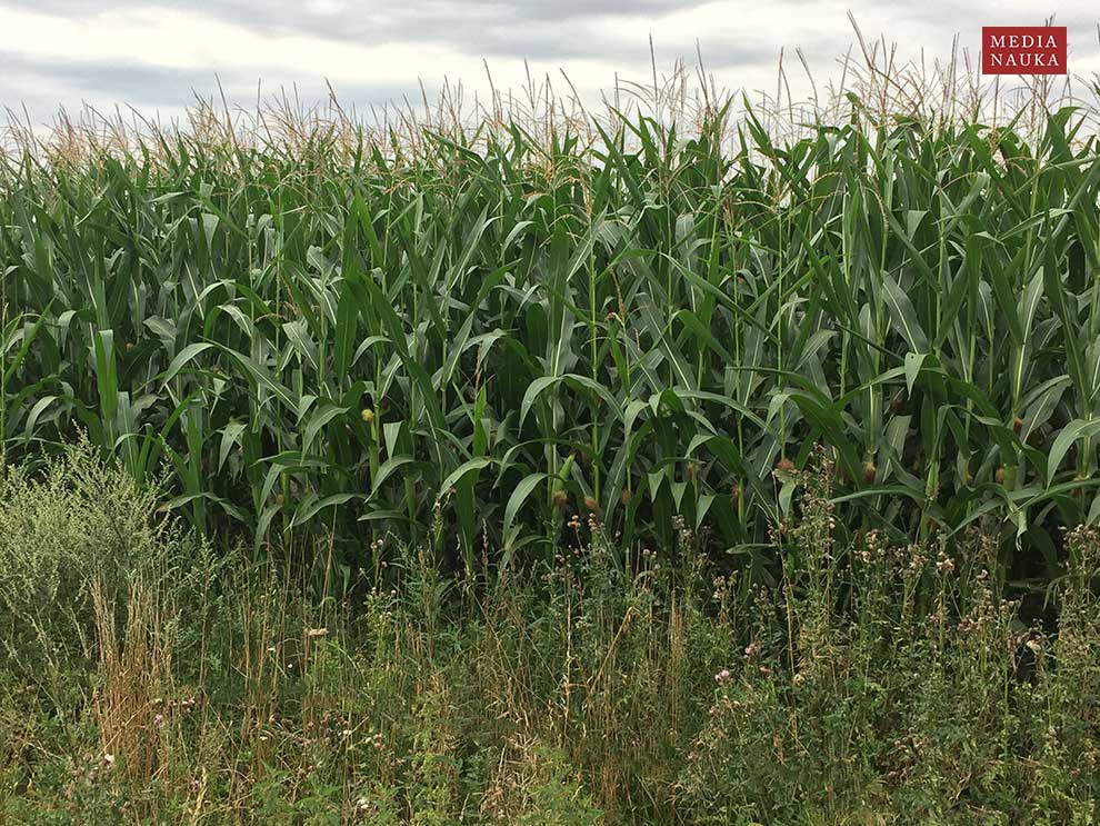 kukurydza zwyczajna (Zea mays)