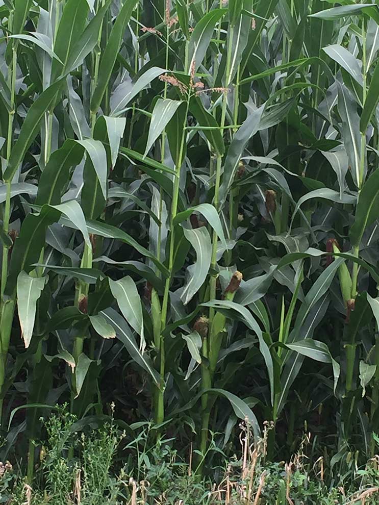 kukurydza zwyczajna (Zea mays)