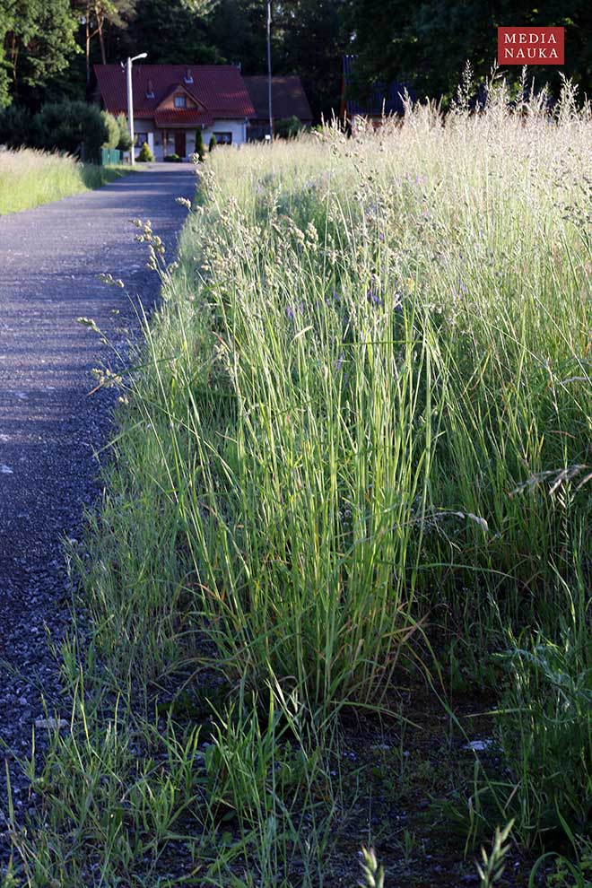kupkówka pospolita, rajgras niemiecki (Dactylis glomerata)