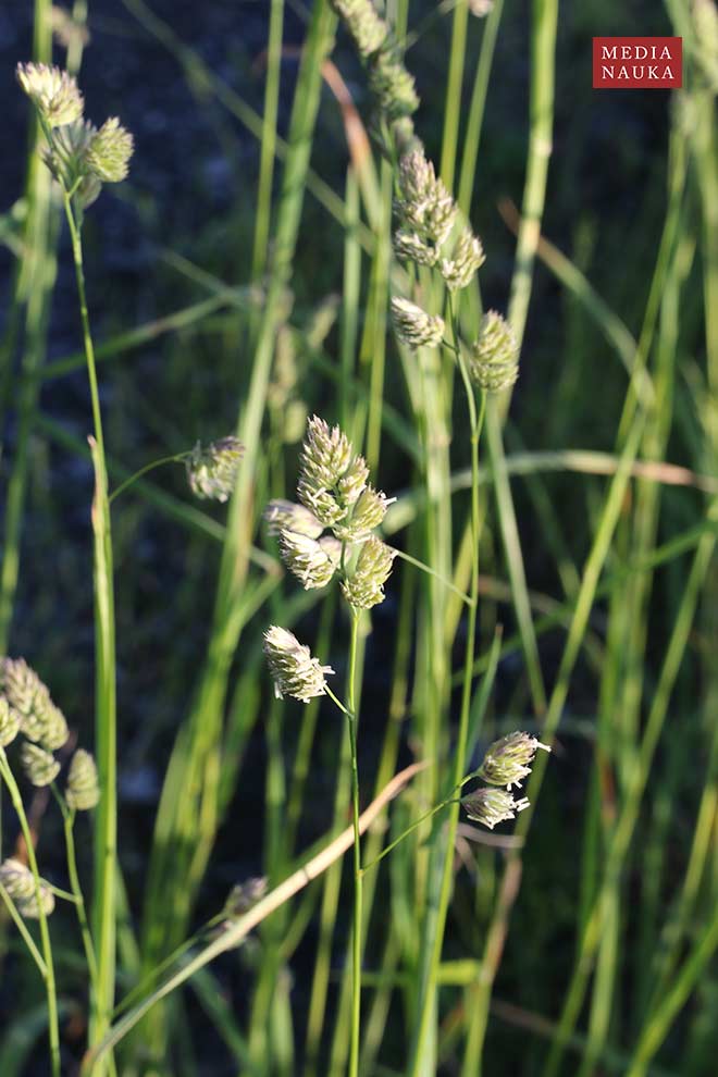 kupkówka pospolita, rajgras niemiecki (Dactylis glomerata)