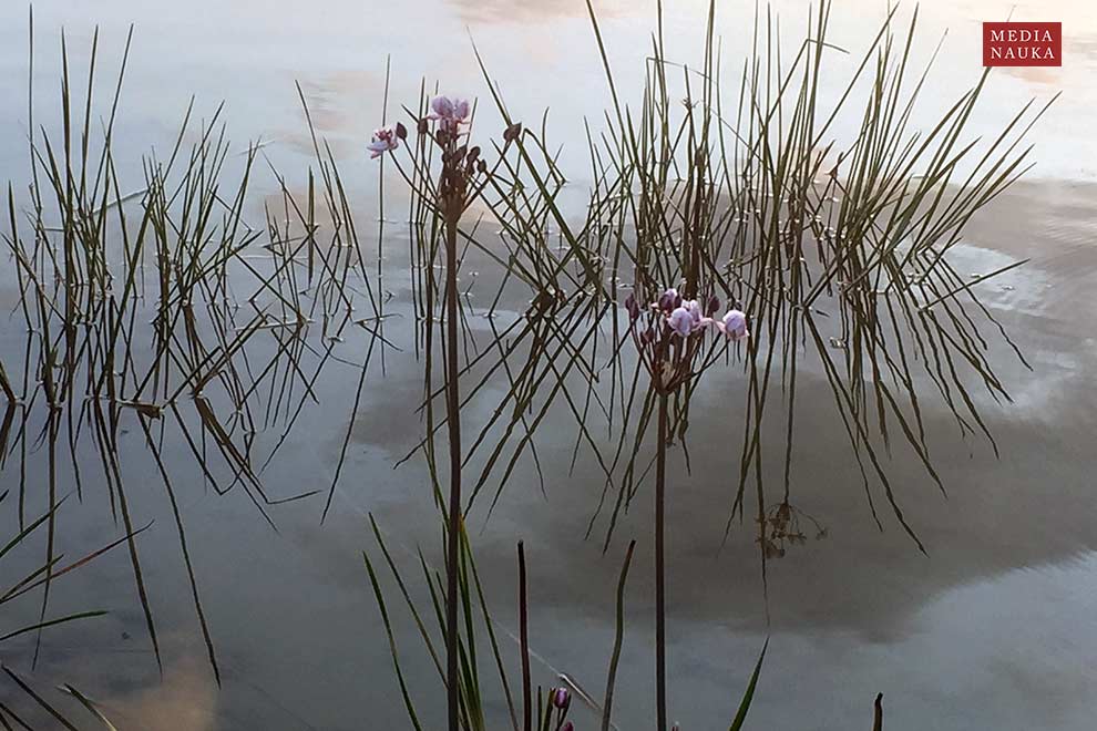 łączeń baldaszkowy (Butomus umbellatus)