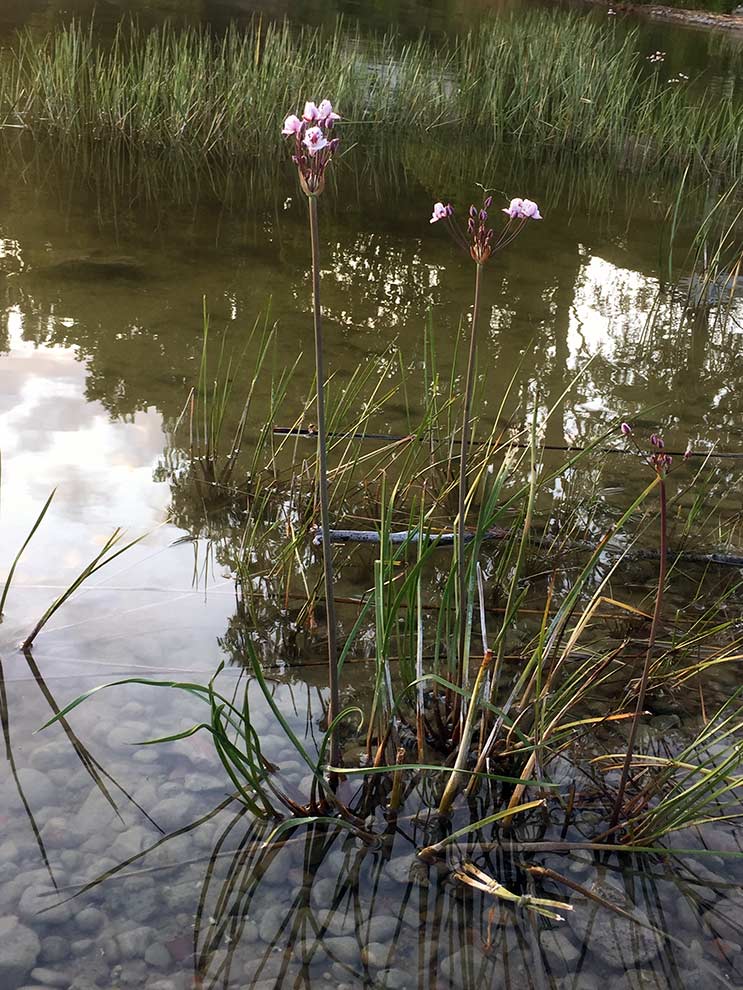 łączeń baldaszkowy (Butomus umbellatus)