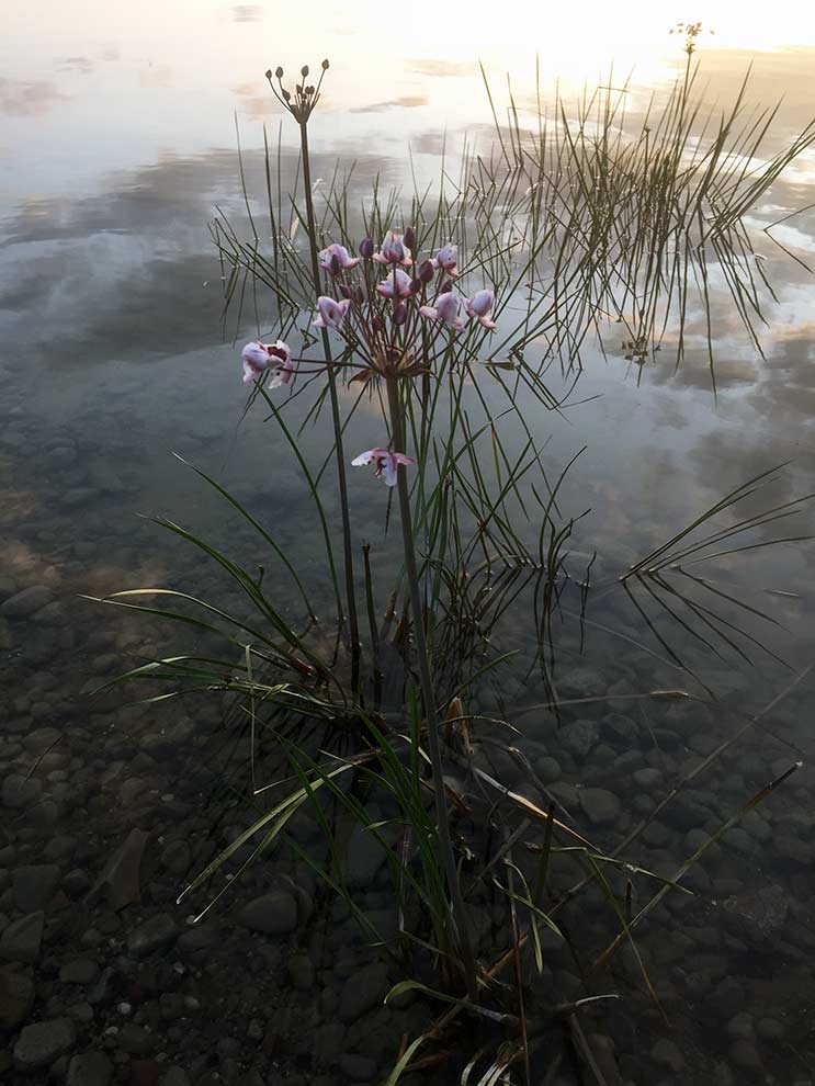 łączeń baldaszkowy (Butomus umbellatus)