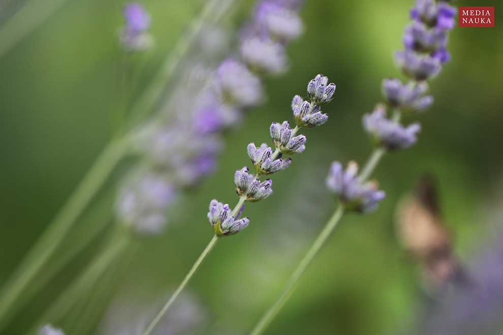 lawenda wąskolistna (Lavandula angustifolia)