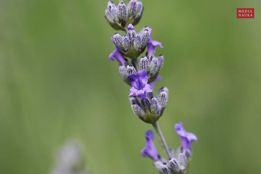lawenda wąskolistna (Lavandula angustifolia)