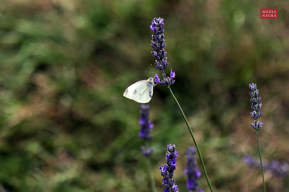lawenda wąskolistna (Lavandula angustifolia)