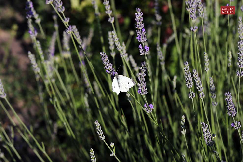 lawenda wąskolistna (Lavandula angustifolia)