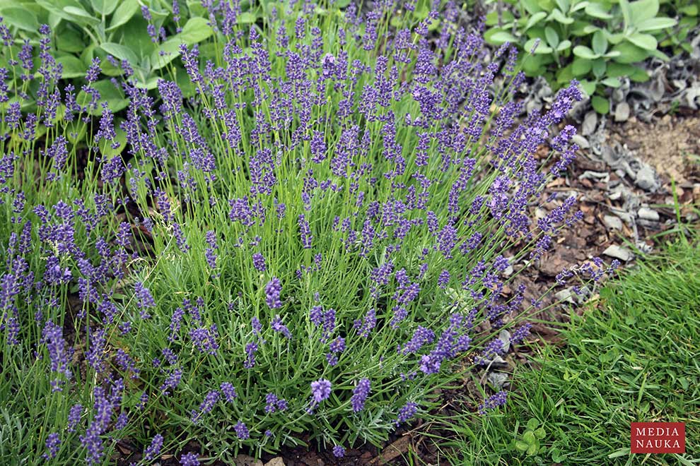 lawenda wąskolistna (Lavandula angustifolia)