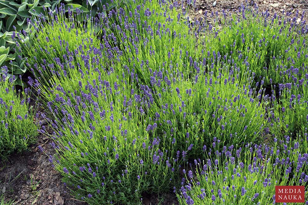 lawenda wąskolistna (Lavandula angustifolia)