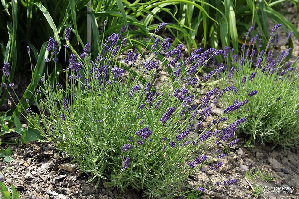 lawenda wąskolistna (Lavandula angustifolia)