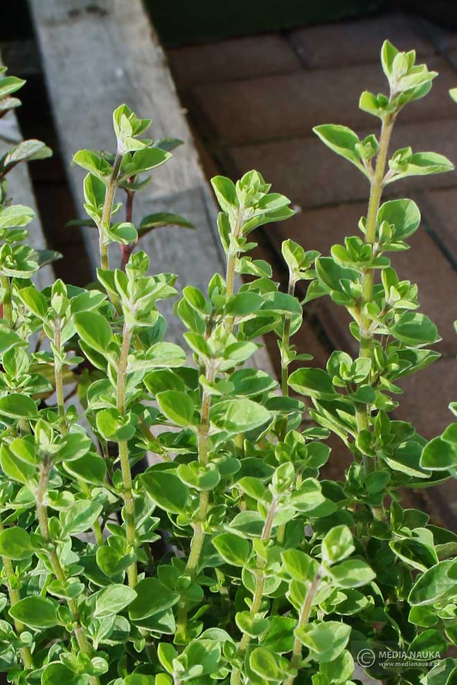 lebiodka pospolita, oregano (Origanum vulgare)