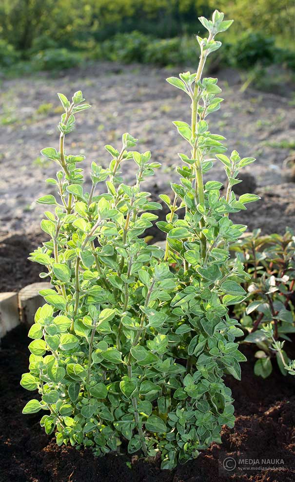 lebiodka pospolita, oregano (Origanum vulgare)