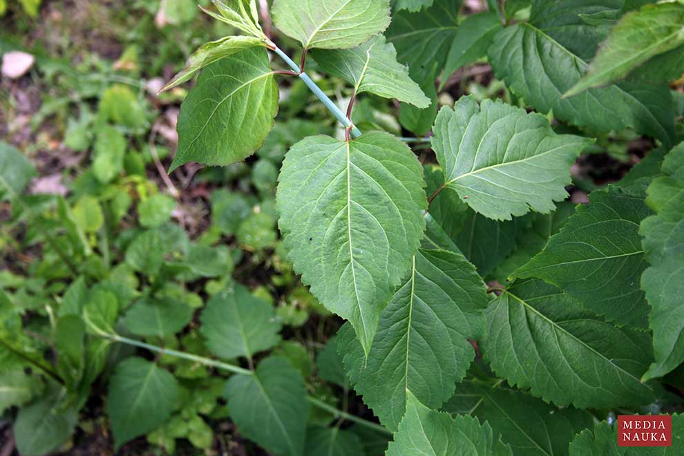 lejcesteria piękna (Leycesteria formosa)