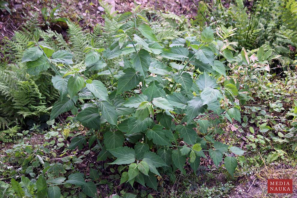 lejcesteria piękna (Leycesteria formosa)