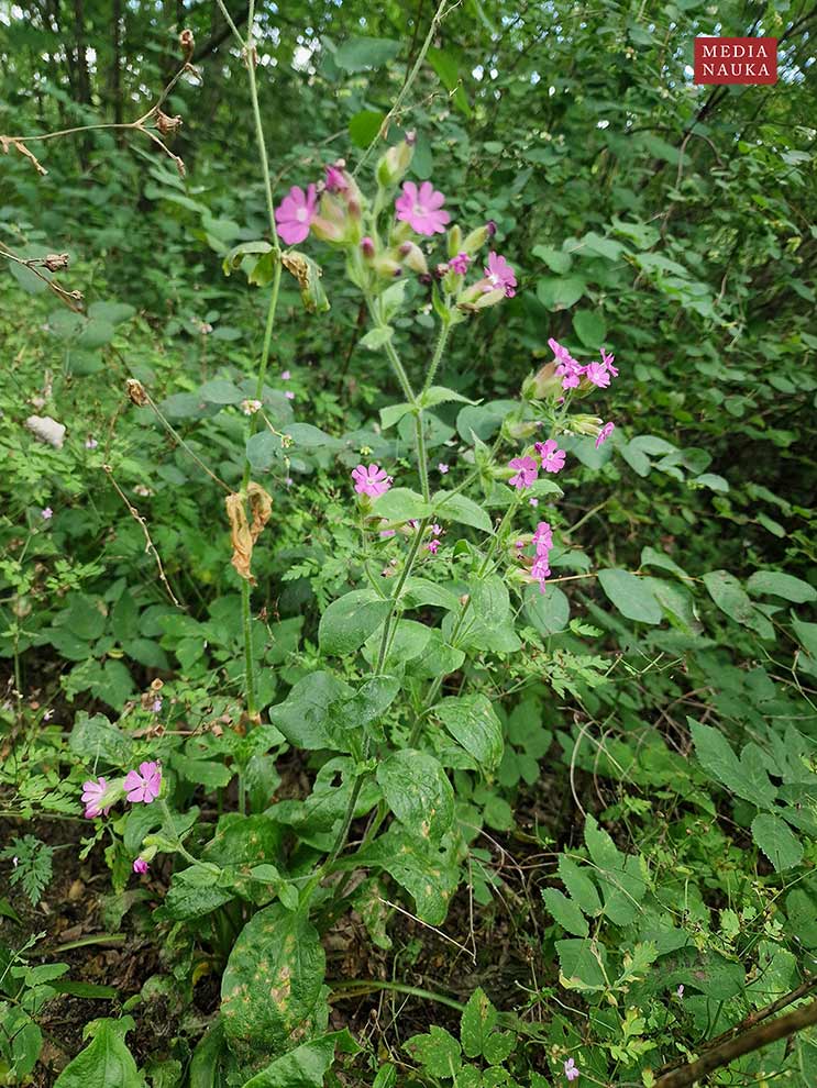lepnica czerwona, bniec czerwony (Silene dioica)