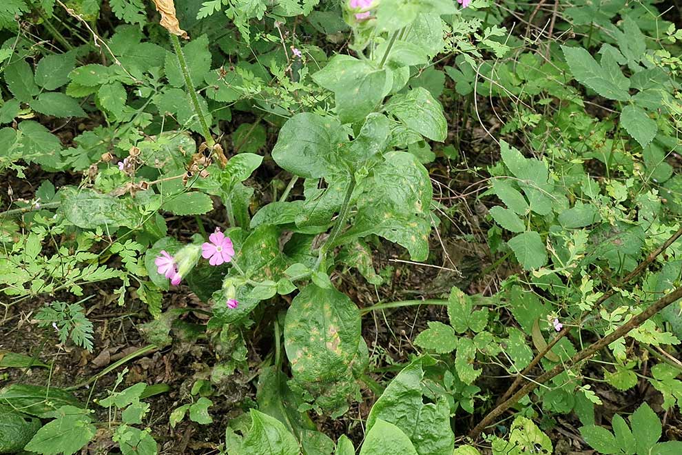 lepnica czerwona, bniec czerwony (Silene dioica)