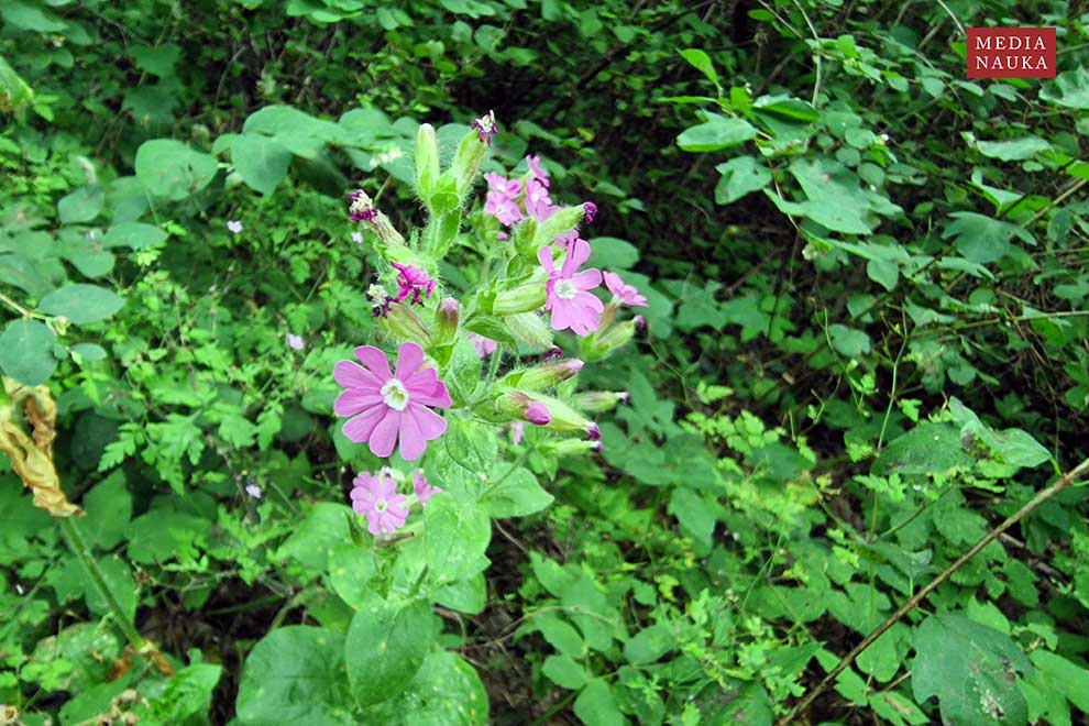 lepnica czerwona, bniec czerwony (Silene dioica)