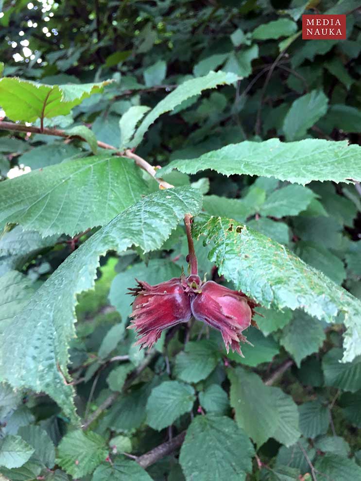 leszczyna Lamberta, leszczyna południowa (Corylus maxima)
