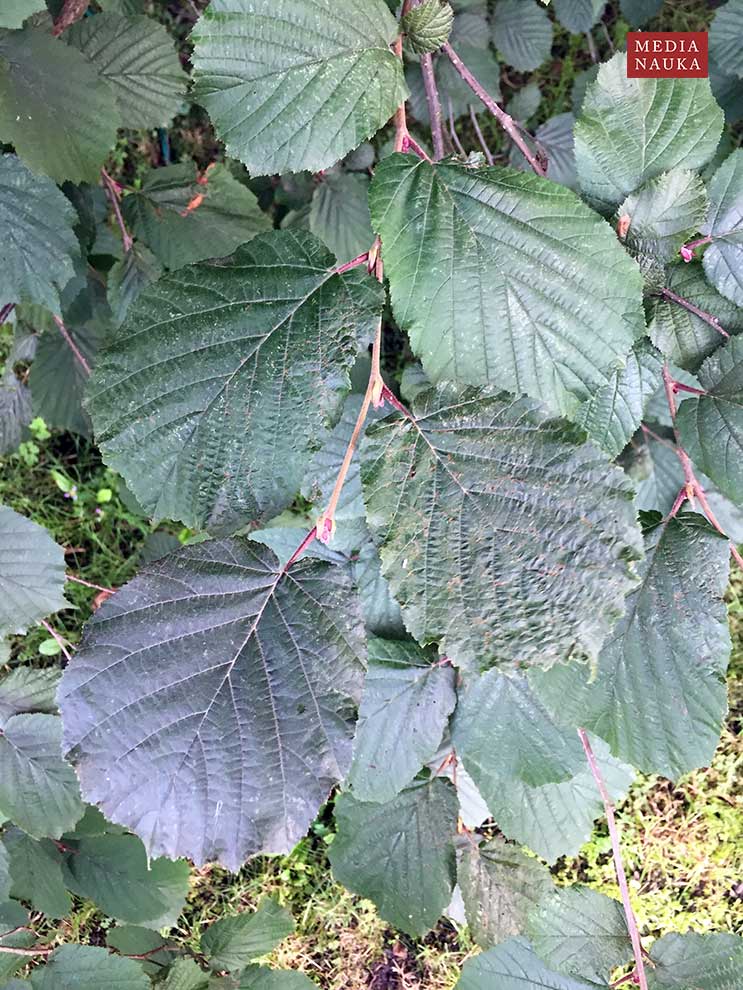 leszczyna Lamberta, leszczyna południowa (Corylus maxima)